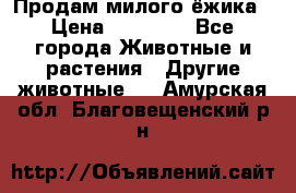 Продам милого ёжика › Цена ­ 10 000 - Все города Животные и растения » Другие животные   . Амурская обл.,Благовещенский р-н